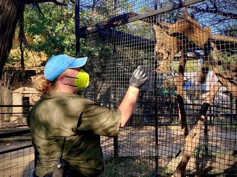 Bloodsicles, popsicles, and misters — how the Austin Zoo keeps its animals cool
